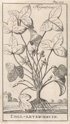 Liverwort