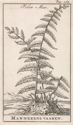 Male Fern