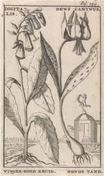 Title Page and Eight Prints with Flowers