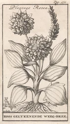 Title Page and Eight Prints with Flowers
