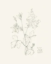 Botanical Columbine Drawing