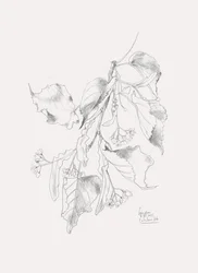 Delicate Linden Sketch