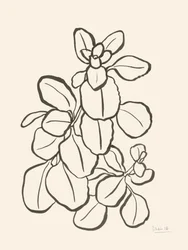 Organic Leaf Drawing