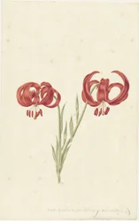 Red Lily
