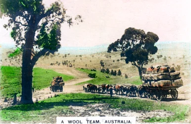 A Wool Team, Australia, c1920s