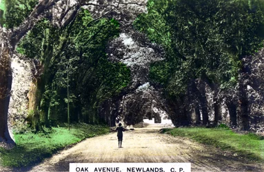 Oak Avenue, Newlands, Johannesburg, Gauteng, South Africa