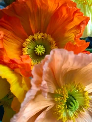 Composition - Flowers