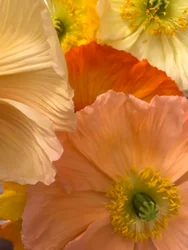 Composition - Flowers
