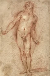 Standing Male Nude
