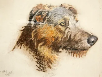 A Scottish Deer Hound
