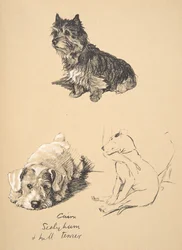Cairn, Sealyham and Bull Terrier, 1930, Illustrations from his Sketch Book used for Just Among Friends