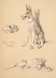 Ibiza Hound Puppy, 1930, Illustrations from his Sketch Book used for Just Among Friends, Aldin, Cecil Charles Windsor, later Published by Eyre and Spottiswoode Limited, 1934