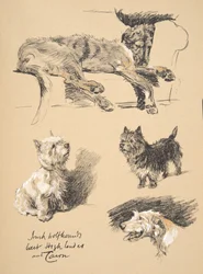 Irish Wolfhound, West Highlander and Cairn, Illustrations from his Sketch Book used for 
