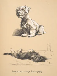 Sealyham and Rough Dachshund Puppy, 1930, Illustrations from His Sketch Book Used for Just Among Friends, Later Published by Eyre and Spottiswoode Limited, 1934