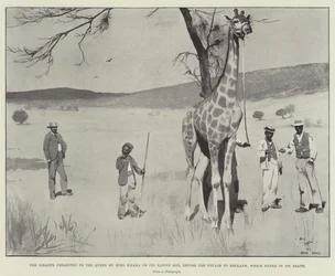 The Giraffe Presented to the Queen by King Khama on its Native Soil Before the Voyage to England, Which Ended in its Death