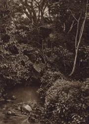 Mexico: Forest near Mirador, Panorama of Virgin Forest