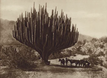 Mexico: Candelabra Cactus, Oaxaca
