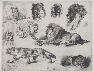 Study of Lions