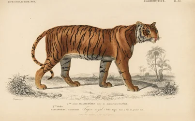 Royal Tiger, from 