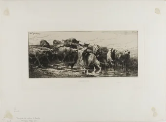 Cows Drinking