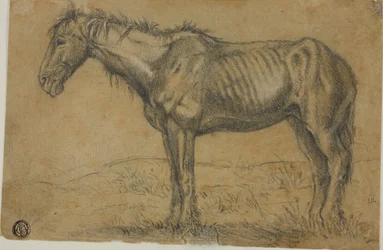 Emaciated Horse; Frontal View of a Horse