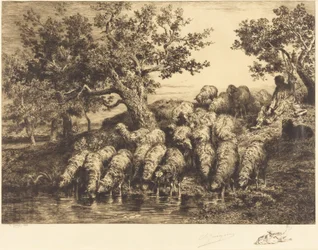 Sheep at the Watering Place