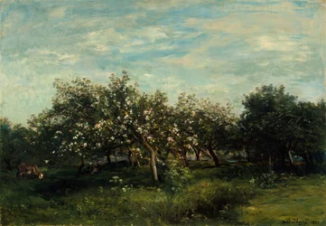 Apple Blossoms