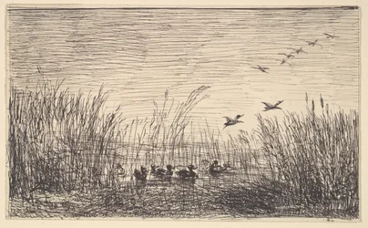 Ducks in the Marshes