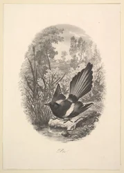 Magpie, 1843