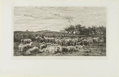 Meadow with Sheep