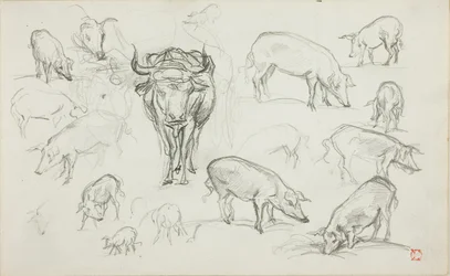 Sketches of Swine and an Ox