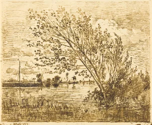 Stand of Alders