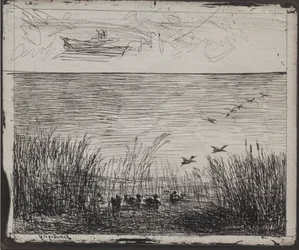 Swamp with Ducks
