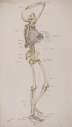 Study [Human Skeleton (bones captioned)]