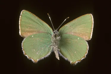 Argus Green