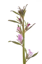 Field Muflier