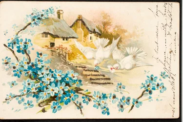 Old Postcard/Dove
