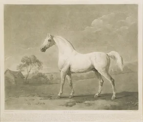Mambrino, after George Stubbs