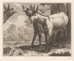 Braying donkeys (series title: Animal Series)