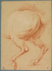 The Hind Legs of a Horse