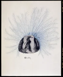 Feathered Hat - 