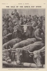 Cattle from the royal farms at Windsor on sale at Slough cattle market, Berkshire