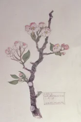 Apple, Walberswick, 1915