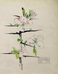 Blackthorn, Chiddingstone, Kent
