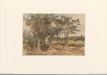Group of Trees in the Forests near Driebergen
