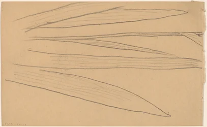 Study of a Flower