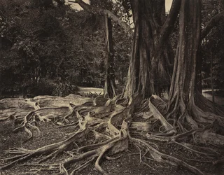 Rubber Tree, Assam, India (Ficus Elastica)