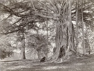 A Gentleman Sitting Beneath a Large Native Tree in British Ceylon, Now Called Sri Lanka, 1880s