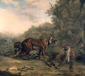 Tigers in a Wooded Landscape