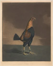 Cock Fighting [a pair]: 2. The Trimmed Cock